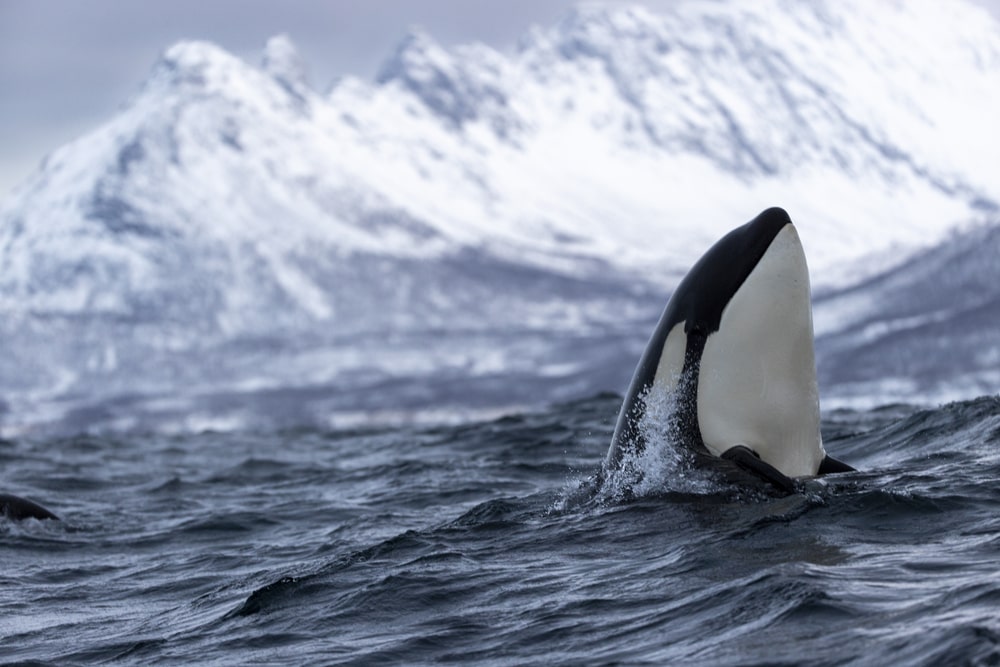 whale watching in Tromsø