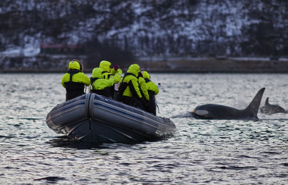 whale watching with rib boat